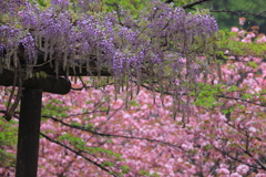 藤と桜の饗宴