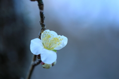 控えめな恋