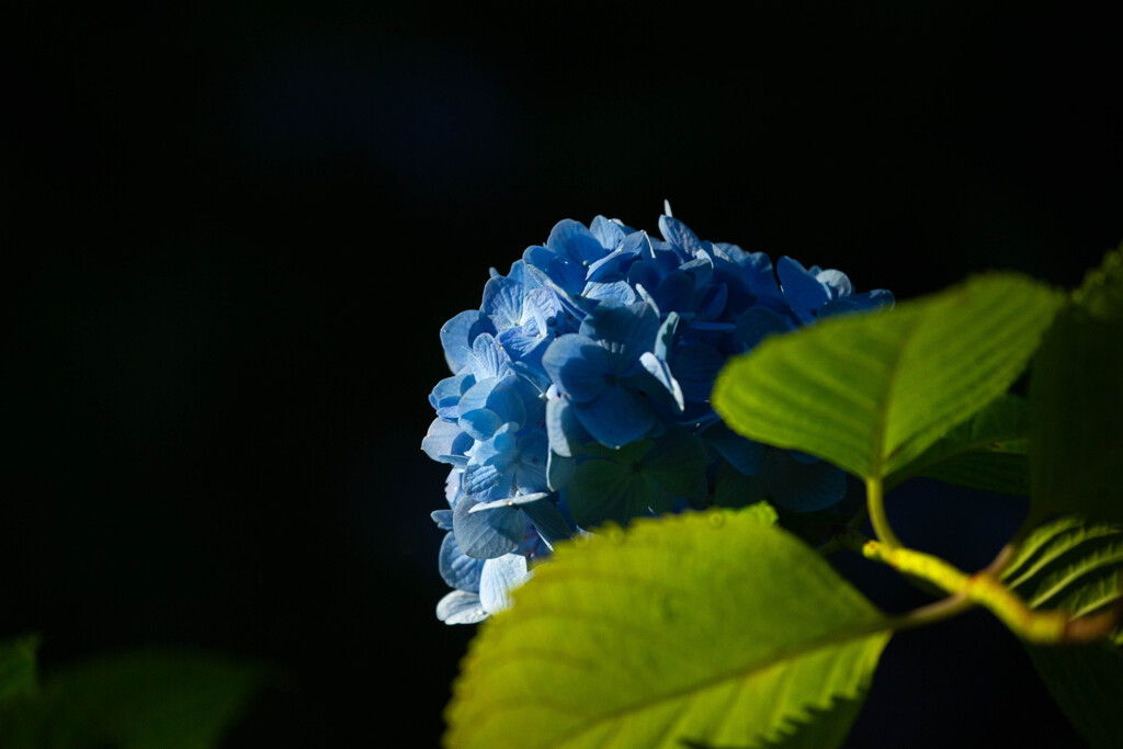 草葉の陰から