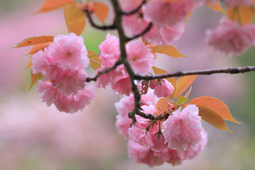 花より団子