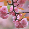 花より団子