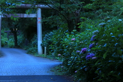 あじさい坂