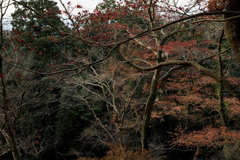 なごり紅葉