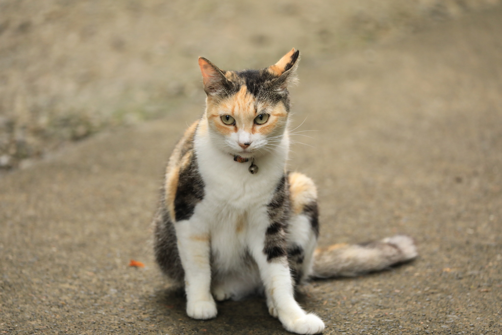 じーっと見つめて