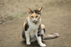 じーっと見つめて