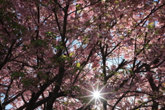 朝日と河津桜