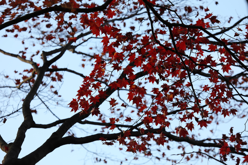 なごり紅葉　４
