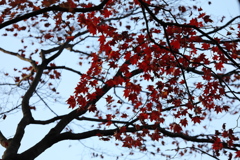 なごり紅葉　４