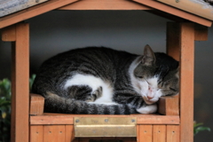 我が家で眠る