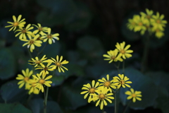 花模様