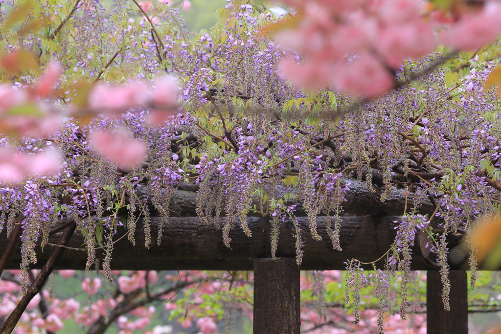 桜の向こうの藤暖簾