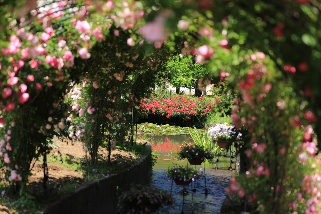 トンネルの向こうの花々