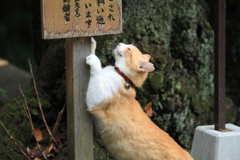 爪とぎ