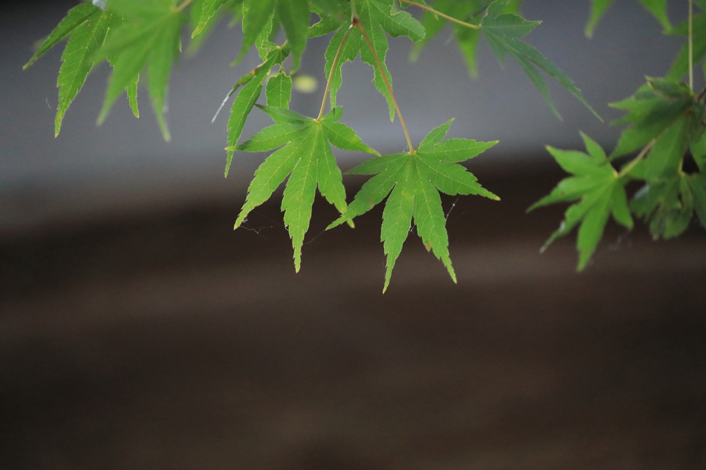 青もみじ
