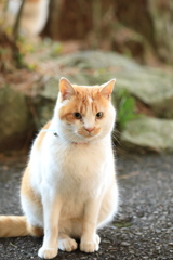 コウちゃん