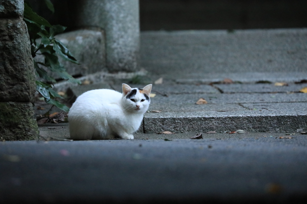 参道にて