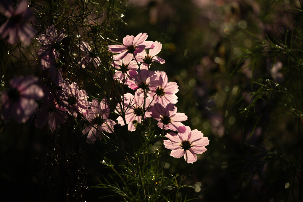 柔らかな陽射し
