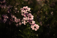 柔らかな陽射し