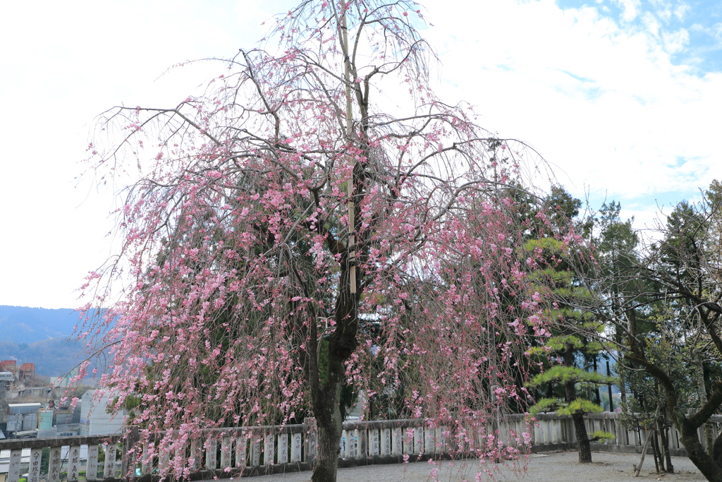 しだれ桜
