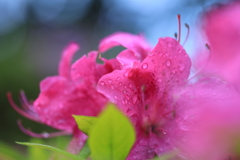 朝露にぬれて