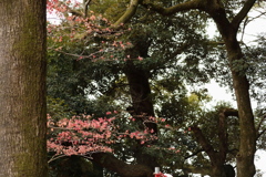 なごり紅葉 ８