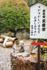 猫の音色？