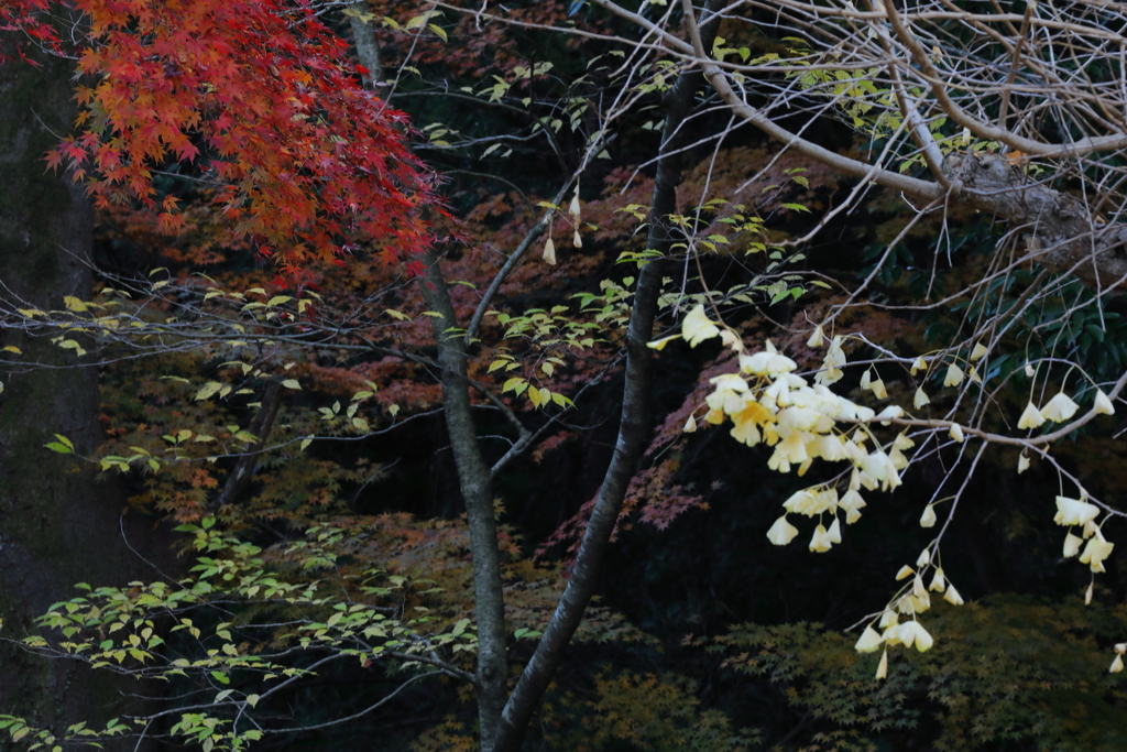 紅白あい見える