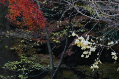 紅白あい見える