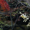 紅白あい見える