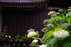 寺と紫陽花