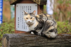 手すりの上にて