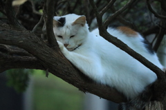 木の上にて