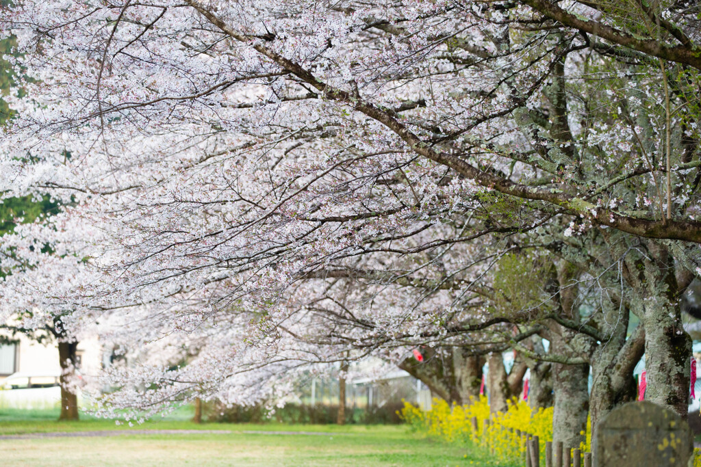 朝の公園