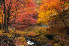 せせらぎの紅葉