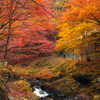 せせらぎの紅葉