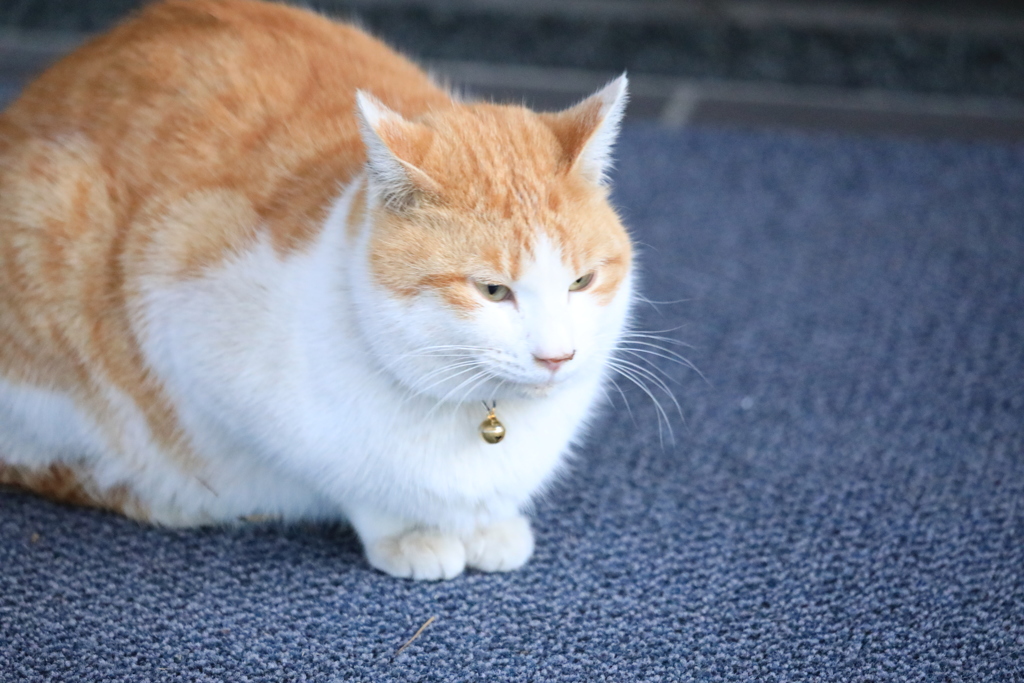 絨毯の上にて