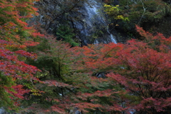 秋の向こうの滝