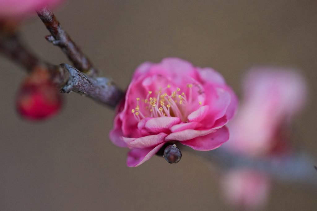 華の舞
