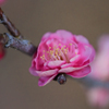 華の舞