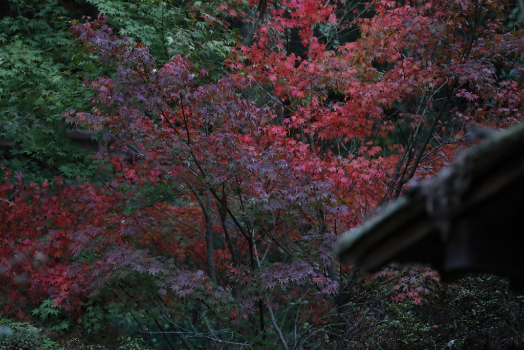 屋根の上の紅葉
