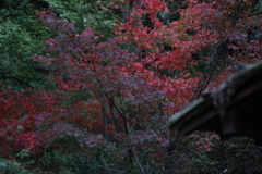 屋根の上の紅葉