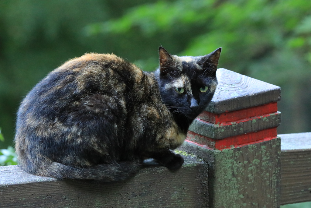 欄干にて