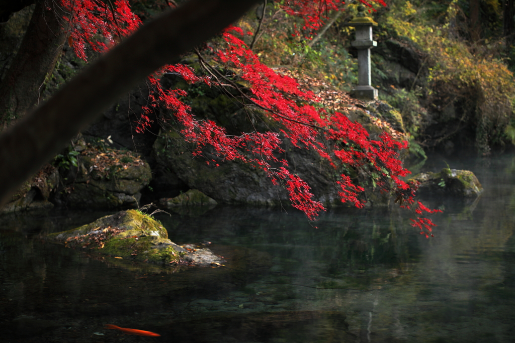 紅葉の降りる池