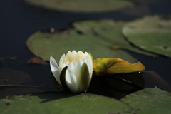 水辺に花開く