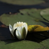 水辺に花開く