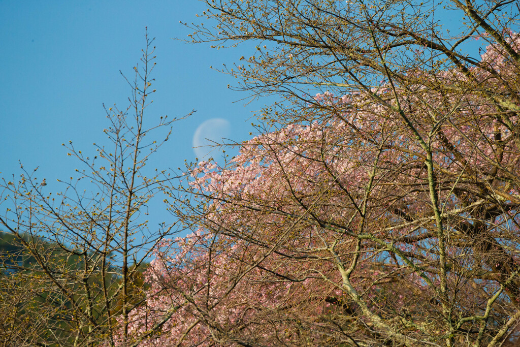 桜と月