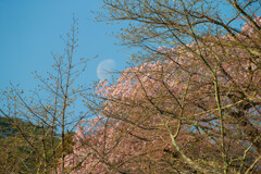 桜と月