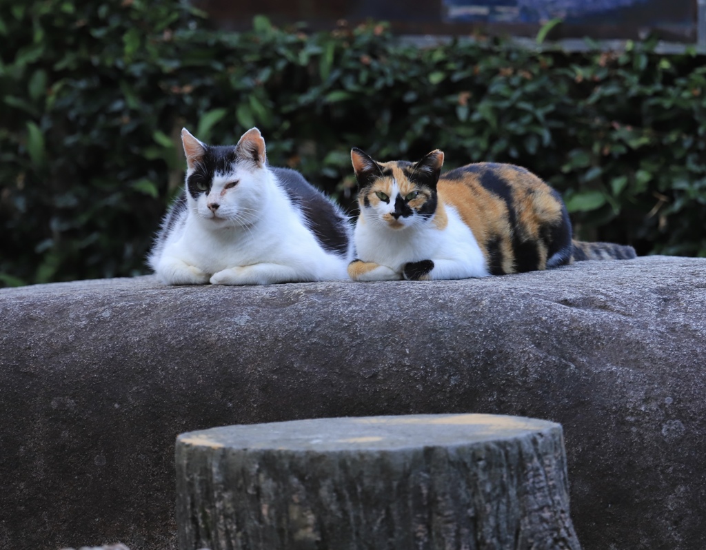 お似合いのカップル