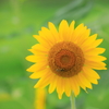 夏の笑顔