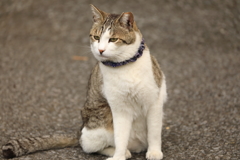 様子を見る